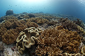 Coral and aquatic plants field, Raja-Ampat, Indonesia