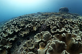 Soft coral field, Raja-Ampat, Indonesia