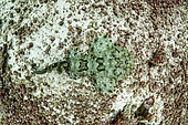 Tasselled wobbegong (Eucrossorhinus dasypogon) at rest on the bottom, Raja-Ampat, Indonesia