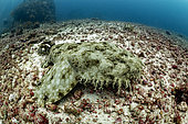 Tasselled wobbegong (Eucrossorhinus dasypogon) at rest on the bottom, Raja-Ampat, Indonesia