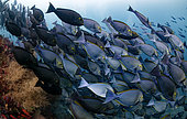 Elongate surgeonfish (Acanthurus mata), school of Surgeons along a wall reef, Raja-Ampat, Indonesia