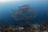 Great barracuda (Sphyraena barracuda), school of Barracudas on reef, Raja-Ampat, Indonesia