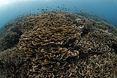 Twisted lettuce coral (Turbinaria mesenterina) on reef, Raja-Ampat, Indonesia