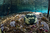 Sea Urchin in the mangrove, Raja-Ampat, Indonesia