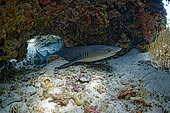 Whitetip shark (Carcharhinus albimarginatus), young shark resting in a rock shelter, Raja-Ampat, Indonesia