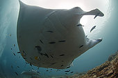 Giant manta (Manta birostris), Manta ray on a cleaning and deworming area, Raja-Ampat, Indonesia