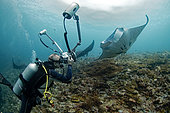 Plongeur photographe et Raie manta (Mobula birostris), Raie manta sur une zone de nettoyage et déparasitage, Raja-Ampat, Indonésie