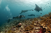 Diver photographer and Giant manta (Manta birostris), Manta ray on a cleaning and deworming area, Raja-Ampat, Indonesia