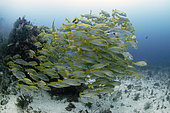 Sweetlips (Plectorhinchus) school of Sweetlips at a depth of 40 meters at the bottom of a drop off, Raja-Ampat, Indonesia