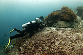 Plongeuse photographe et Tortue verte (Chelonia mydas) verte au repos, Raja-Ampat, Indonesie