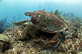 Tortue caouanne (Caretta caretta) se déplaçant dans le corail, Raja-Ampat, Indonésie