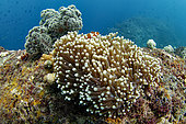 Clownfish with its sea anemone, Raja-Ampat, Indonesia