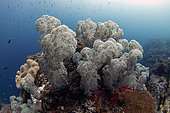 Soft coral on the reef, Raja-Ampat, Indonesia