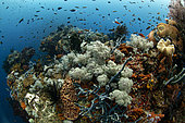 Soft coral and sponges on the reef, Raja-Ampat, Indonesia