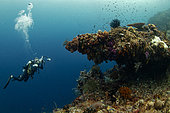 Diver photographer and coral diver, Raja-Ampat, Indonesia