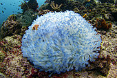 Clownfish with its sea anemone, Raja-Ampat, Indonesia