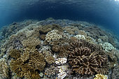 Coral on a reef, Raja-Ampat, Indonesia