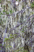 Lichen on branch, Hamra National Parc, Sweden