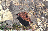 Eurasian Eagle-Owl (Bubo bubo) in flight in front of a cliff, Alps, Switzerland