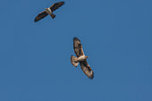 Bonelli's Eagle (Aquila fasciata) pair in flight, Alpilles, France