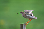 Chevalier gambette (Tringa totanus) ailes ouvertes sur un piquet, Islande