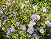China Aster, Callistephus chinensis 'Gloire de Genève', flowers