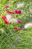 White Flowering Fountain Grass, Pennisetum villosum and Zinnia elegans 'Dreamland Red', flowers