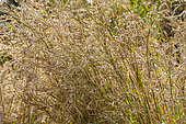 Giant Feather Grass, Stipa gigantea, ears