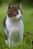 European cat sitting on the grass