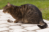 European cat in front of its prey (mouse) on slabs in the garden