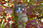 Chaton européen jeune chat dans un arbre