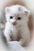 White European kitten