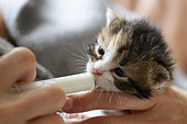 Syringe-fed European kitten