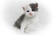 Grey and white European kitten on white background