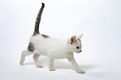 Grey and white European kitten walking on white background