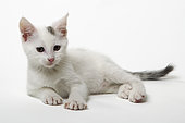 Grey and white European kitten lying on white background