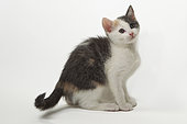 European kitten sitting on white background