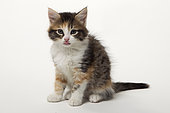 European tricolour kitten sticking its tongue out on a white background