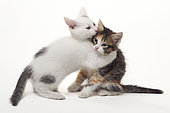 European kittens playing on a white background