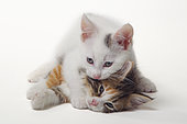 European kittens playing on a white background