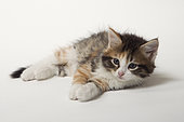 European tricolour kitten lying on a white background