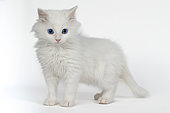 White European kitten on white background