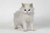 White European kitten on white background