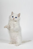 White European kitten standing on white background