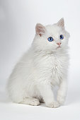 White European kitten sitting on white background