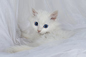 White European kitten lying on white background
