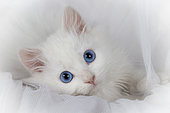 White European kitten lying on white background