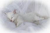 White European kitten sleeping on white background