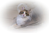 European cat playing in a plastic bag