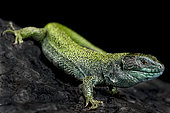 Black Headed sand lizard (Lacerta agilis exigua) on black background